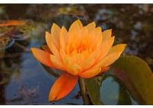 3 Adet Turuncu Lotus Tohumu Nilüfer Tohumu