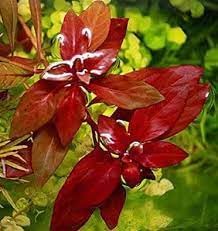 Ludwigia Repens Rubin - Freshwater - Medium Light