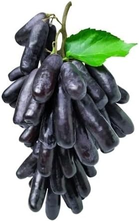 Finger Grape Fruit Seeds Black 60pcs