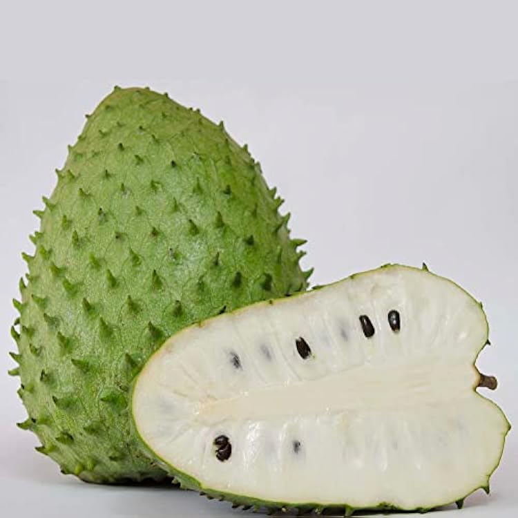 Giant Soursop Seeds Annona Muricata Tropical Fruit Tree Soft White Flesh Sweet and Tangy Flavor Used in Juices, and Desserts Outdoor 35Pcs Fruit Seeds by YEGAOL Garden