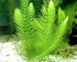 Ceratophyllum Demersum Tilki Kuyruğu Kolay Akvaryum Bitkisi 1 Bağ