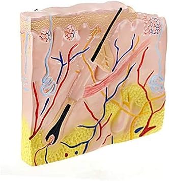 The skin structure Model - Planar structure of human anatomical medical model Skin Leather Model - Model for the visual study, Lab Supplies