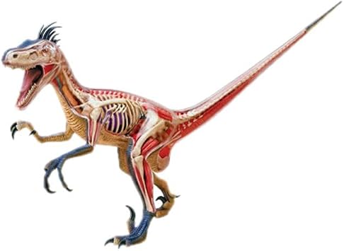 4D Vision Velociraptor Anatomy Modely