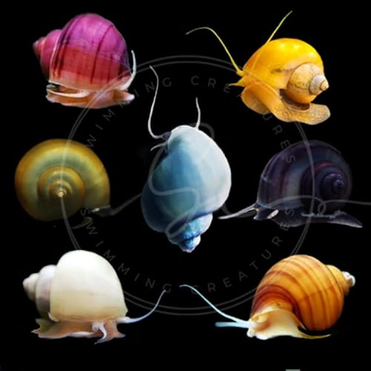 Swimming Creatures™ Assorted Mystery Snails 5 Pack Freshwater Live Aquarium Snails