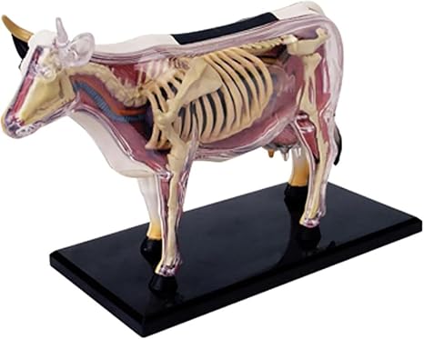 Cow Anatomy Model, 4D Vision Anatomy Model Teaching Aids Animal Biological Cow Organ Anatomy Medical Teaching Model