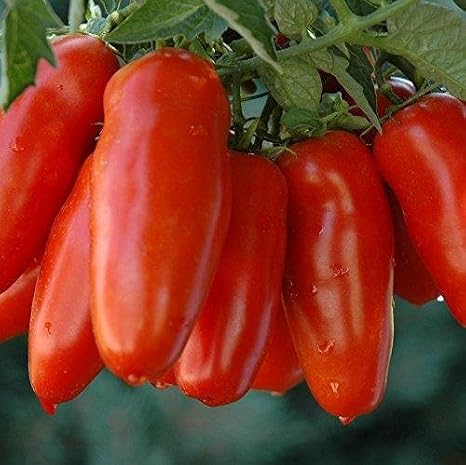 San Marzano Tomato Seeds Packet of 20 Seeds