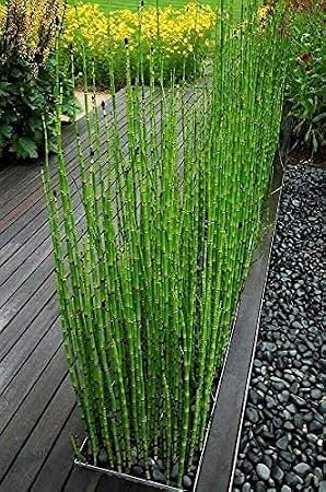 10 x Horsetail Reed That Looks Like Mini Bamboo (Equisetum Hyemale)