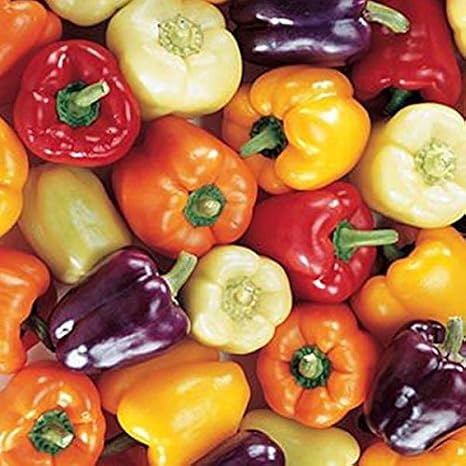 Mini Bell Pepper Seeds Packet of 20 Seeds