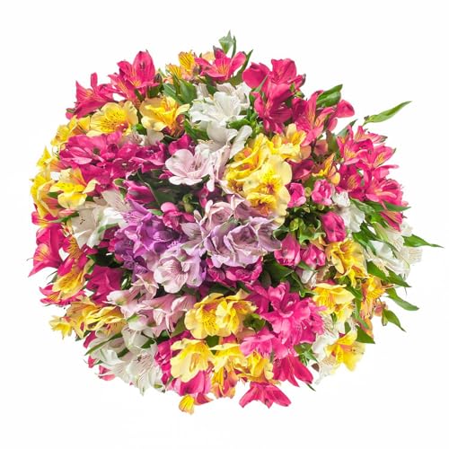 KaBloom - 50 stem AlstroemeriaPeruvian Lilies Assorted Bqt - Fresh Flowers for Birthday, Valentines & Mothers Day