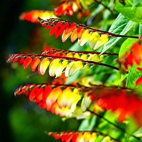 Seeds Firecracker Cypress Red Star (Ipomoea Quamoclit) Climbing Outdoor Annual Garden Cut Flowers for Planting Non GMO