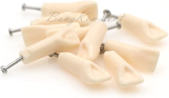 10pcs Typodont Model Fit for Kilgore Nissin 200 Type Dental Cavity Filling Preparation Practice Replacement Teeth 1:1 for Teaching Practice Exams M8025-21#