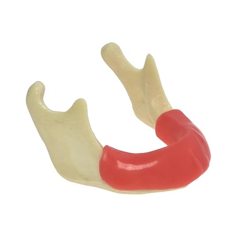 Dental Mandible Jaw Gum Model for Implant and Drilling Practice