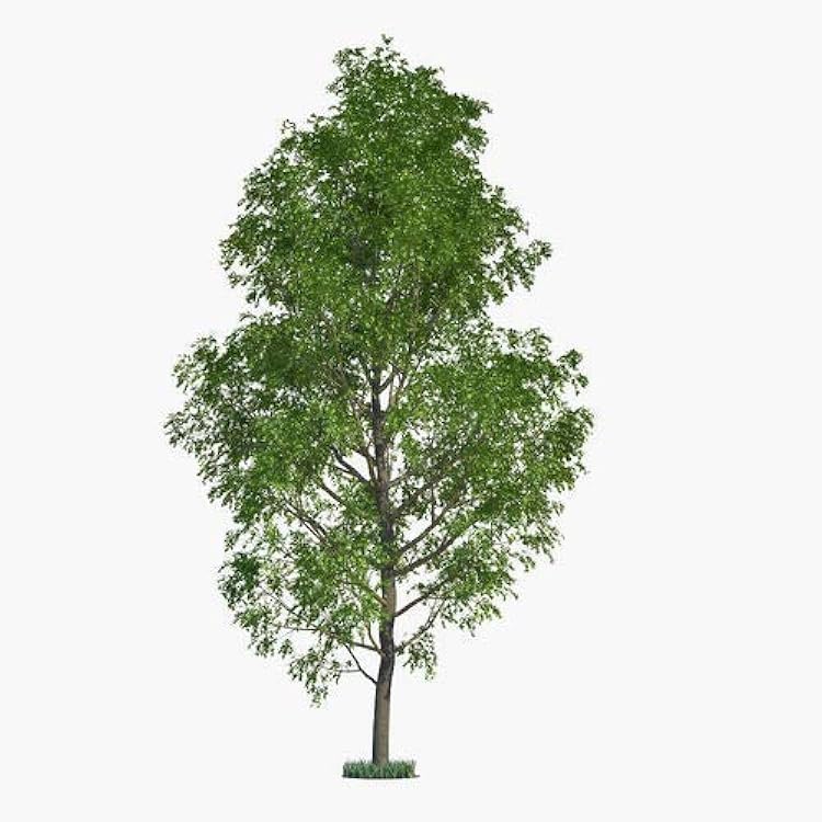 10 Fast Growing Trees - 10 Hybrid Poplar Tree Cuttings - Fast Growing Shade or Privacy Trees - Very Attractive and Good for The Enviornment