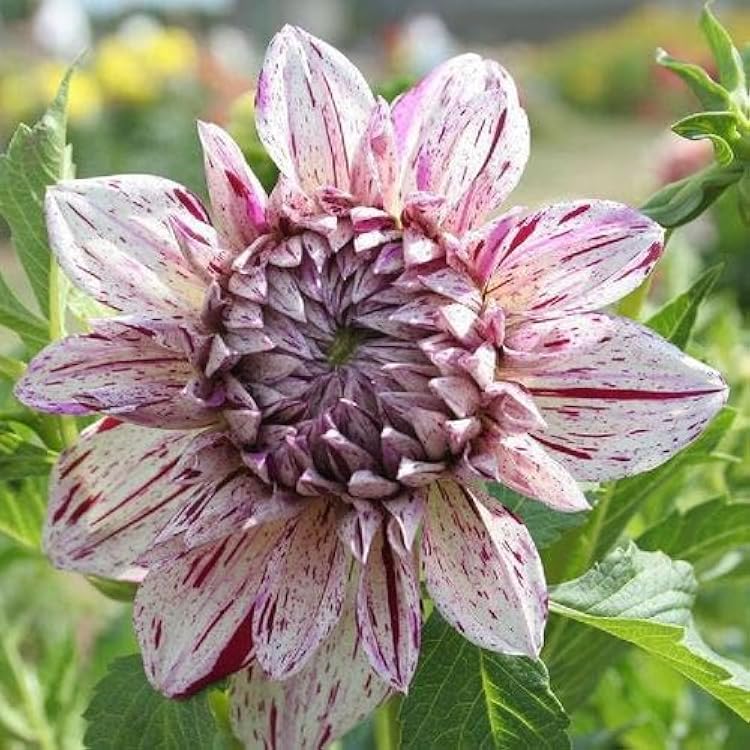 Dahlia Prince Valiant Tubers for Planting Decorative Dahlia for Summer Garden | Easy to Grow, Long-Lasting Blooms 1 Pack