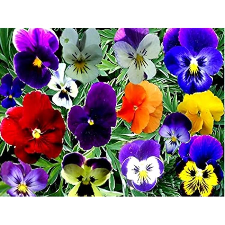 Viola Bambini Colorful Mix Viola Cornuta Garden Pansies 40 Seeds for Planting Long Flowering Plant