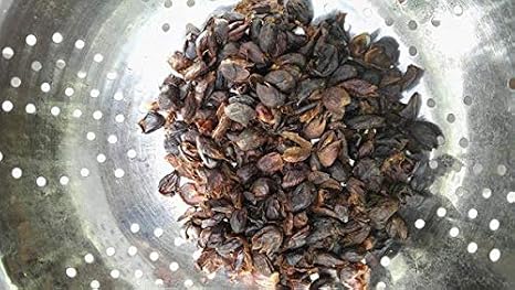 5 Lbs. 100% Bolivian Organic CASCARA Tea
