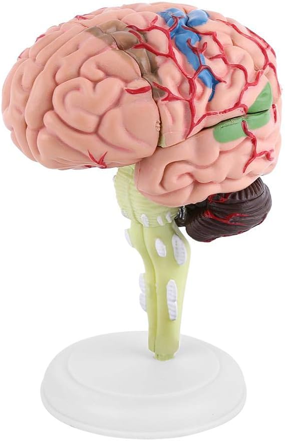 Disassembled Human Brain Model Brain Demonstration Structural Model with Base for Study Classroom Display Teaching Neurology