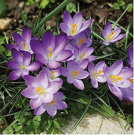 50pcs Saffron Crocus Seeds Autumn Crocus Autumn Flowering Elven Crocus Garden Crocus Seeds for Wonderful Flower Carpets