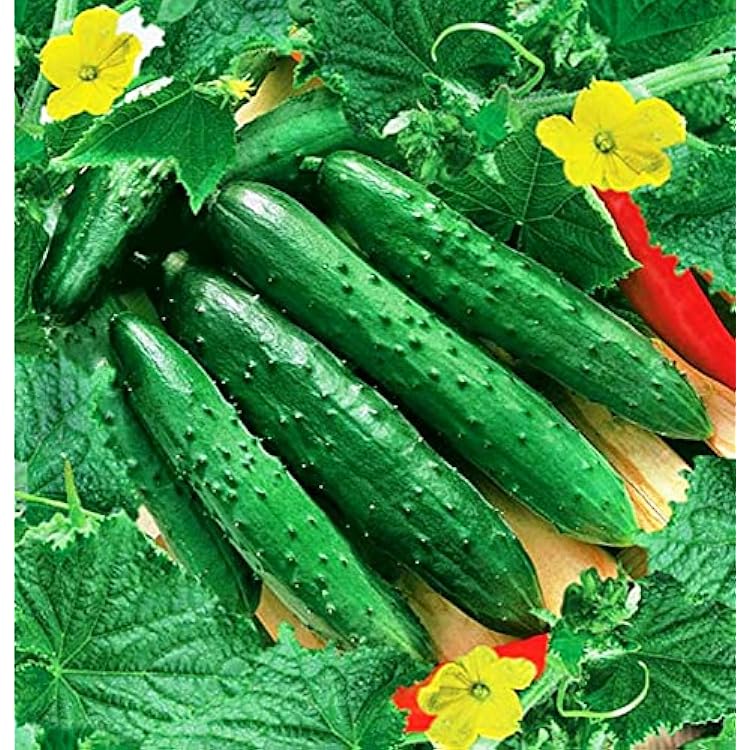 Seeds Vegetable Cucumber April F1 Self-Pollinated 45 Days Heirloom for Pickling - 10 Seeds