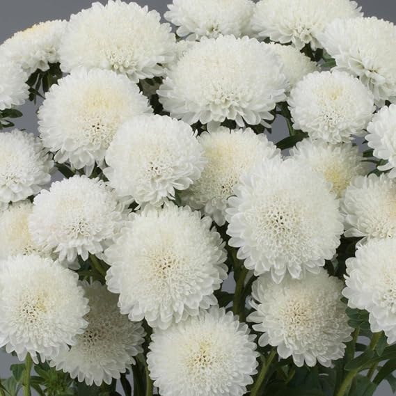 Ponpon White (Beyaz) Renkli Aster Çiçeği Tohumu (20 tohum)