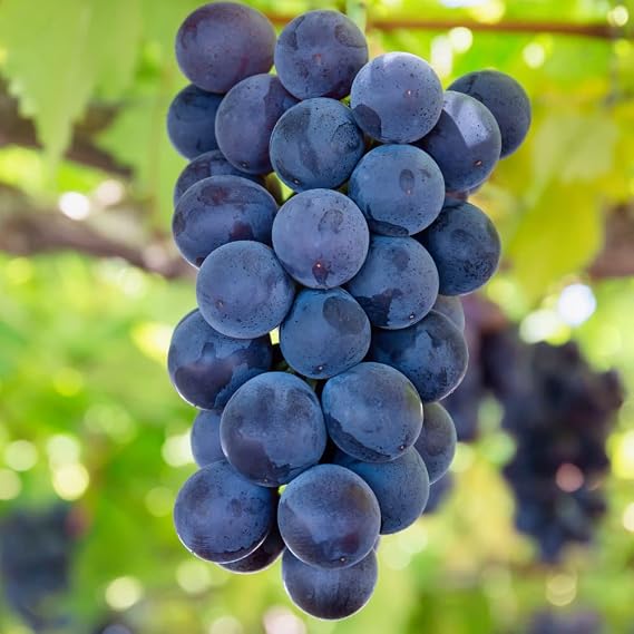 ITANSE Vitis spp Grape Seedling BK Sea Dress, No. 5 Sold As 1 Each