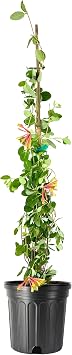 Coral Honeysuckle | 2 Extra Large Trade 3 Gallon Plants | Lonicera Sempervirens | Attracts Hummingbirds, Red Trumpet Flowers, Fast Growing, Garden Climbing Vines, Low Maintenance, Long Blooming Season