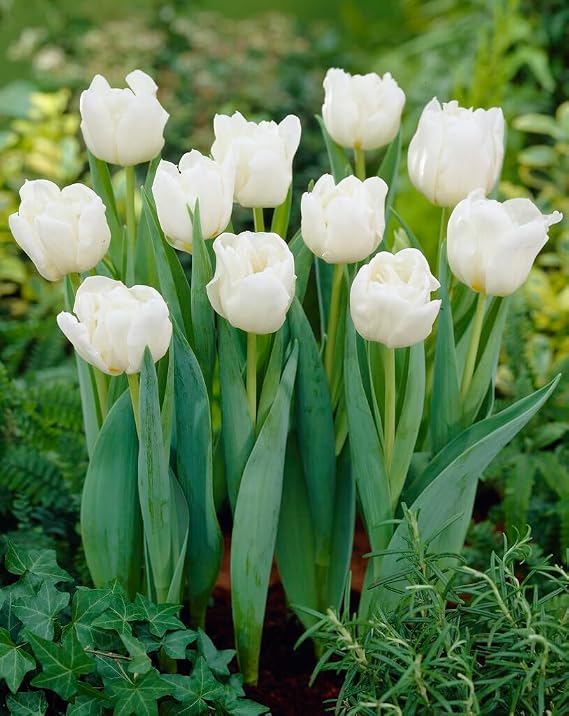 Mondial Double Mid Tulip Bulbs for Planting - Easy to Grow Perennial Tulips (20 Bulbs)