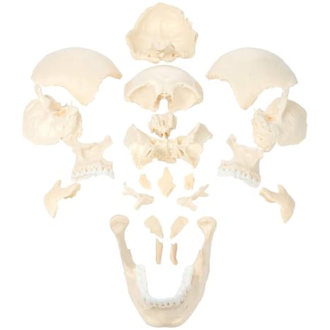Axis Scientific Disarticulated Human Skull Model, 22 Part Life Size Replica for Medical Study, Includes Full Color Detailed Study Guide, Perfect for Medical Study