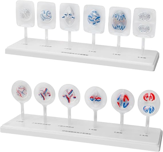 Medical Teaching Cell Mitosis Model for Biology Science Education Demonstration Lab Supplies Animal and Plant Cell Mitosis and Meiosis Models Plant Cell & Animal Cell Meiosis Model