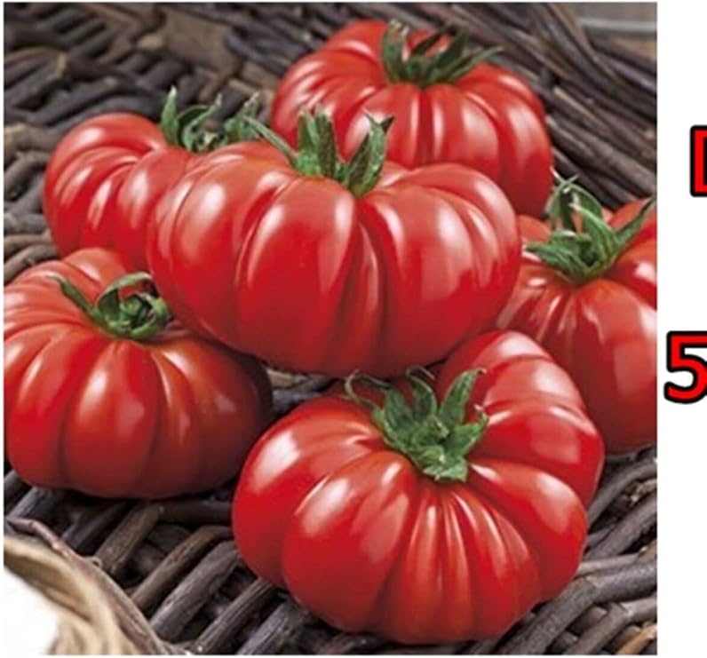 20 Italian Tomato seeds
