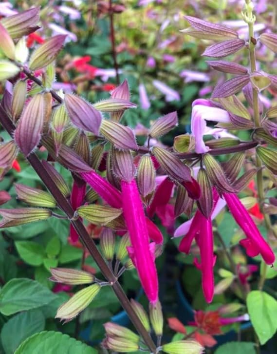 350 Salvia Greggii Seeds Fairy Queen Wendy Salvia Autumn sage Fragrant Non-GMO Heirloom Variety Pink Flower