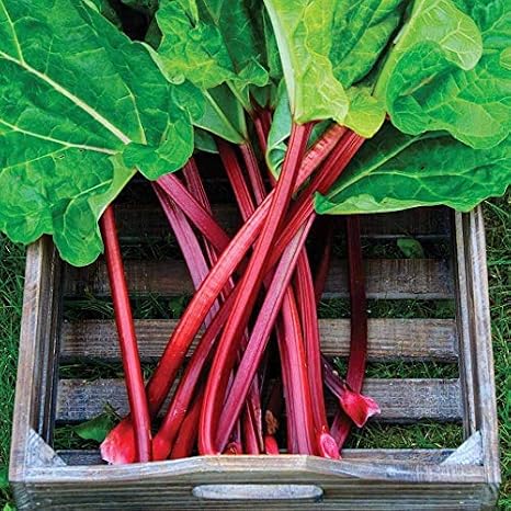 Seeds Rhubarb 35 Days Garden Red Heirloom Vegetable Non GMO