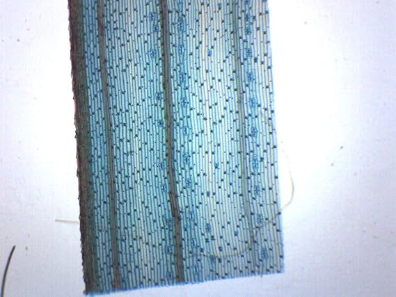 EISCO - Monocot Leaf, Epidermis, Whole Mount - Prepared Microscope Slide - 75 x 25mm - Biology & Microscopy