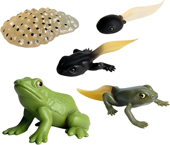 Frog Life Cycle, Plastic Frogs Animal Figures, Miniature Amphibian Specimens for Biology Study, Scientific Observation Models, Detailed Growth Stage Replicas