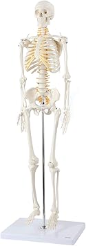 Axis Scientific Mini Human Skeleton Model with Metal Stand, 31" Tall with Removable Arms and Legs, Easy to Assemble, Includes Detailed Product Manual for Study