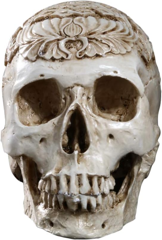 HSOMiD Human Adult Skull Anatomical Model Head Bone for Education,Decoration,Drawing (8 Inch)