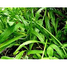 Go Garden Puerto Rican Seeds - Recao - Culantro -Thai Parsley-NGO GAI 200 Seeds