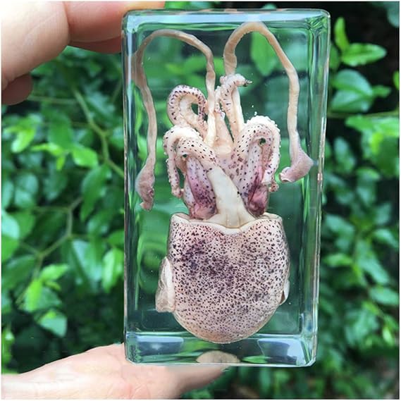 Real Squid Cuttlefish Animal Embedded Specimen Paperweights Classroom Specimens for Science Education Birthday/Graduation Gifts