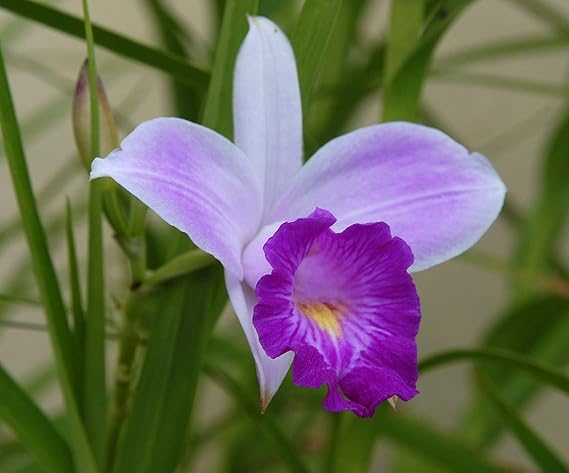 1 Pack Arundina Graminifolia Roots - Bamboo Orchid 2 Roots Each Pack TYR43