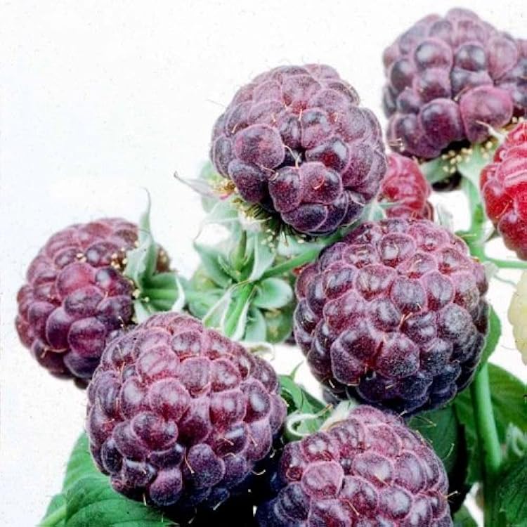 Raspberry Plants Glencoe Purple Includes 4 Plants