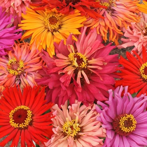 TomorrowSeeds - Cactus Mix Zinnia Seeds - 1000+ Count - for 2026 Planting Zinnia Elegans Multicolor Giant Cut and Come Again Quill Petals Long Blooms Multicolor Flower Grow Your Own Home Farm Patio