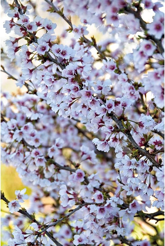 Thompson & Morgan Potted Hardy Ornamental Cherry Tree Shrubs, Ideal for Small Gardens & Borders, Spring Flowering Blossom, Autumn Foliage Colour, 1 x Prunus (Cherry) Kojo-no-mai Plants in a 9cm Pot