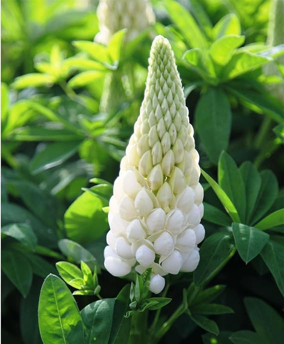 Seeds White Lupin - Perennial Flowers for Planting