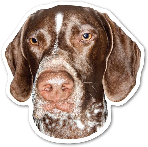 Magnet America German Shorthaired Pointer Dog Magnet is 4.875" x 4.875" Made for Vehicles and Refrigerators