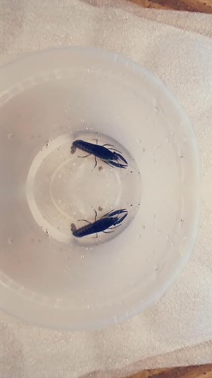 1 Live Electric Blue Lobster Crayfish for Freshwater Aquariums Size 1 in.-4 in. Can not be Shipped to California,Alaska, Hawaii or Wisconsin Due to regulatory restrictions
