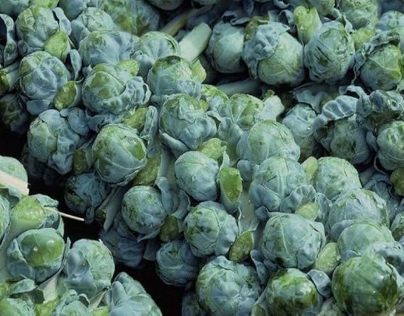Brussel Sprouts Seed, Long Island Improved, Heirloom, Non GMO, 25+ Seeds, Early Delicious Veggie Country Creek Acres...