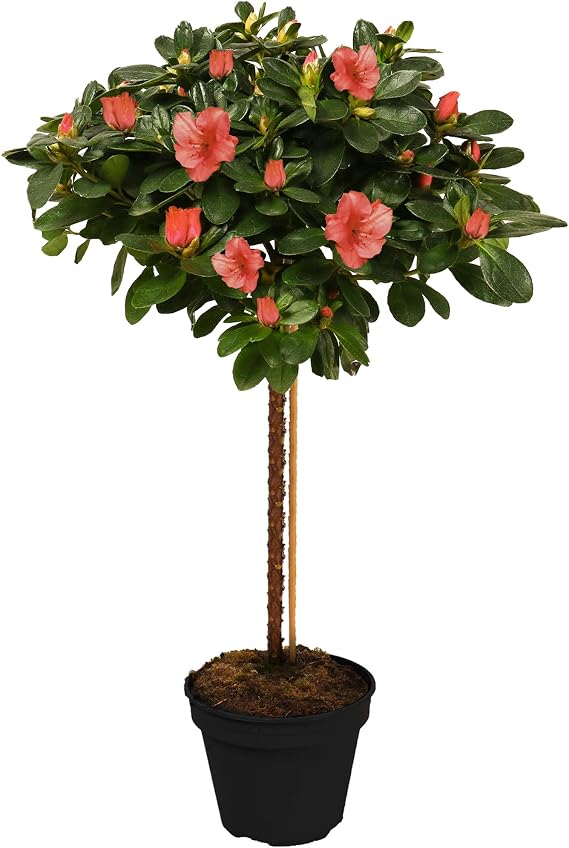 Azalea Japonica Tree | Trees for Small Gardens Border Patio Potted Plants | Lollipop Stem Trees | Red, White, Pink, Bicolour, Orange & Purple | 2-3ft (Orange)