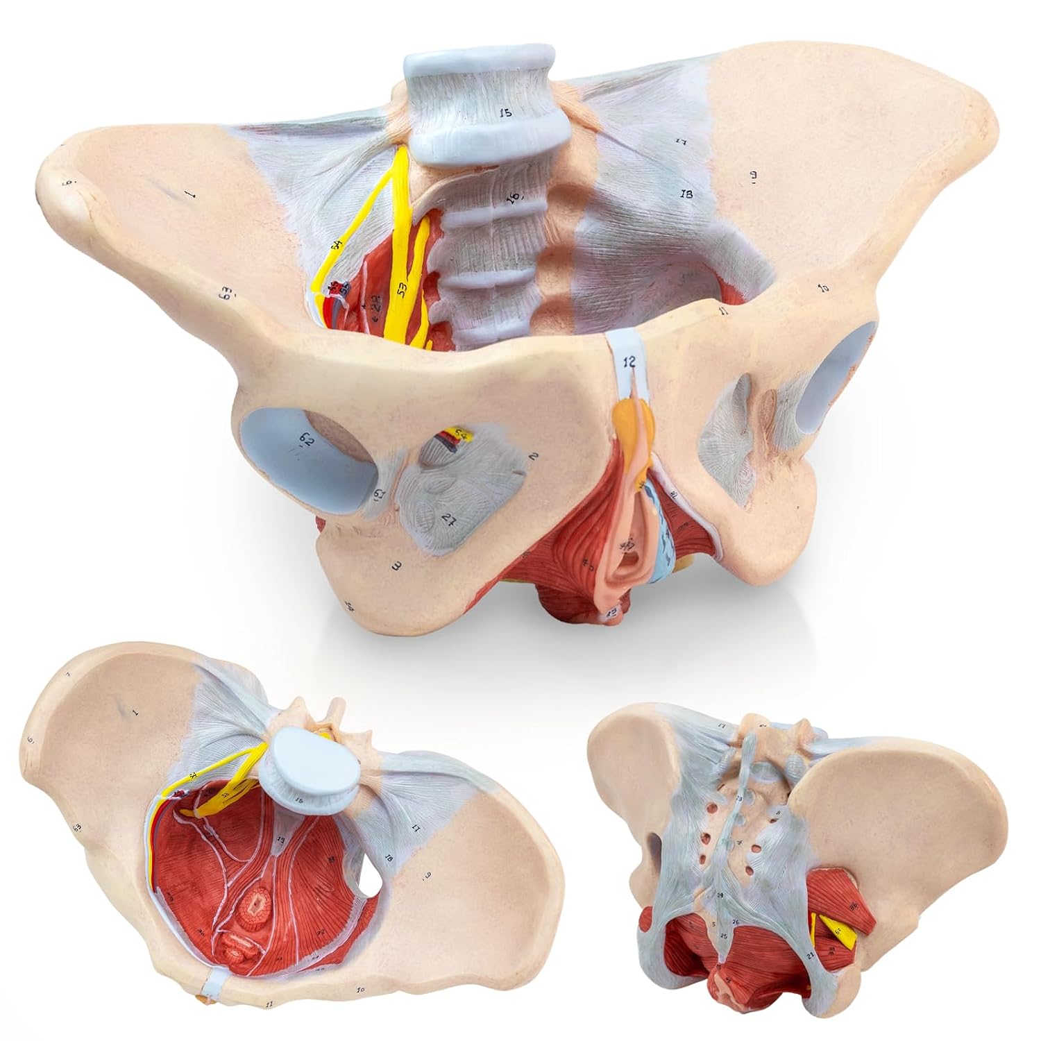 1:1 Life Size Human Female Pelvis Model with Pelvic Floor Muscles Perineal Model All in One Female Anatomy Model Skeleton for the teaching of physiology and hygiene in the teaching of anatomy schools