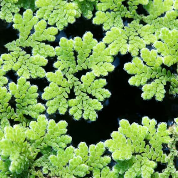 Azolla caroliniana 30 cc Kapta Su Üstü Bitkisi Yavru Saklanması İçin Akvaryum, Havuz Bitkisi