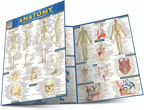Anatomy: QuickStudy Laminated Reference Guide (Quickstudy Academic)